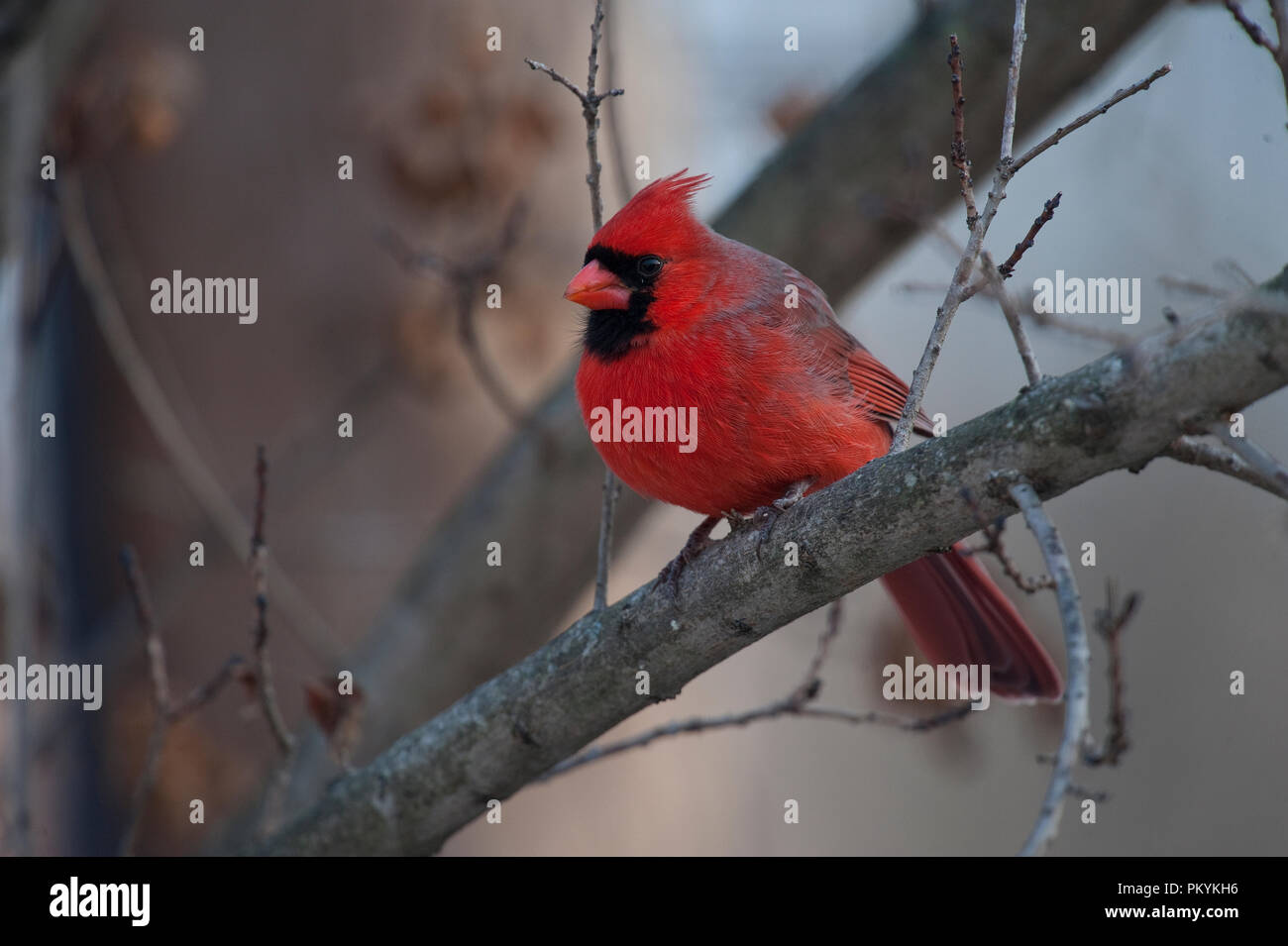 Cardinal rouge Cardinalis cardinalis : : Banque D'Images