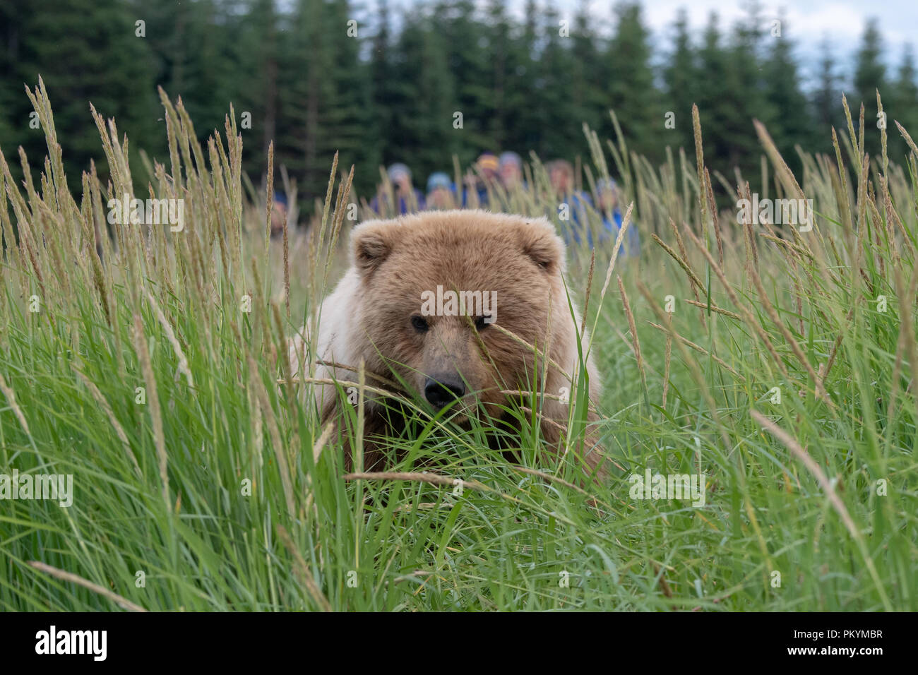 Ourson Brun côtières (Ursus arctos) dans les hautes herbes avec des fleurs, Lake Clark National Park, Alaska Banque D'Images