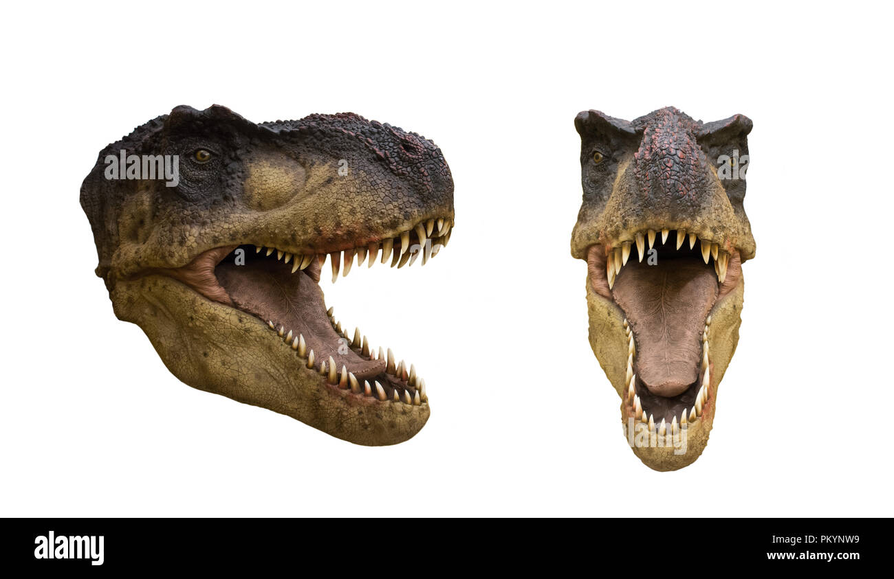 Tyrannosaurus rex isolé sur fond blanc Banque D'Images