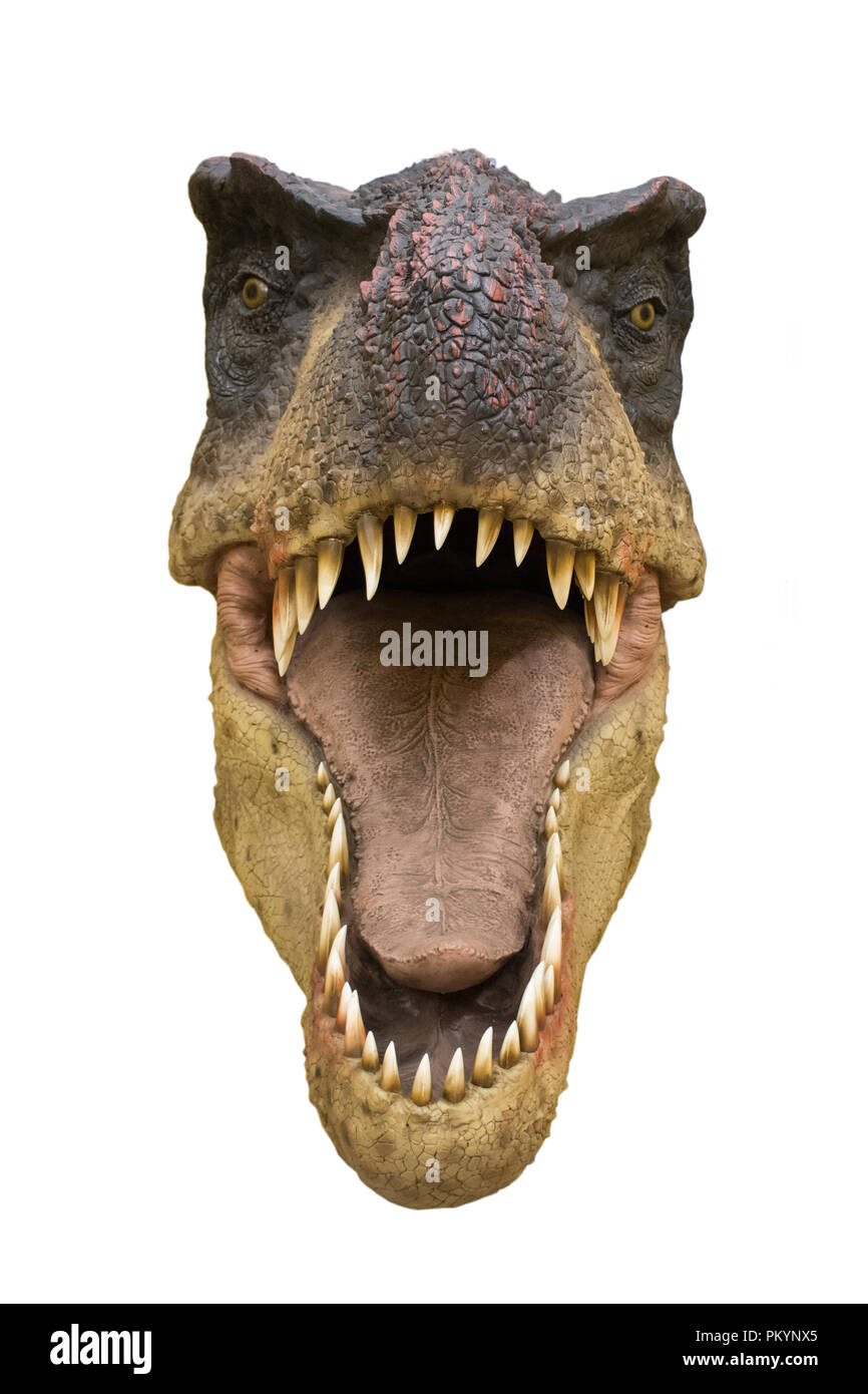 Tyrannosaurus rex isolé sur fond blanc Banque D'Images