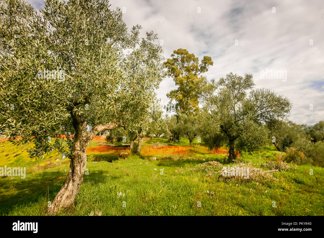 Olive Grove en Laconie région, Péloponnèse, Grèce. Banque D'Images