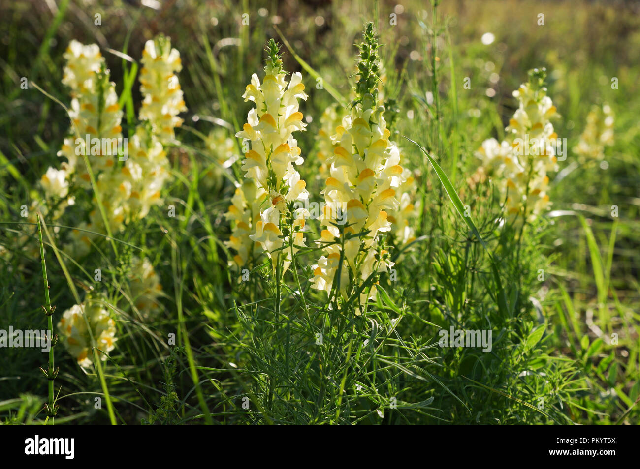 Linaria vulgaris (linaire vulgaire) croissant dans les alluvions Zitava Réserve Naturelle dans le sud de la Slovaquie Banque D'Images