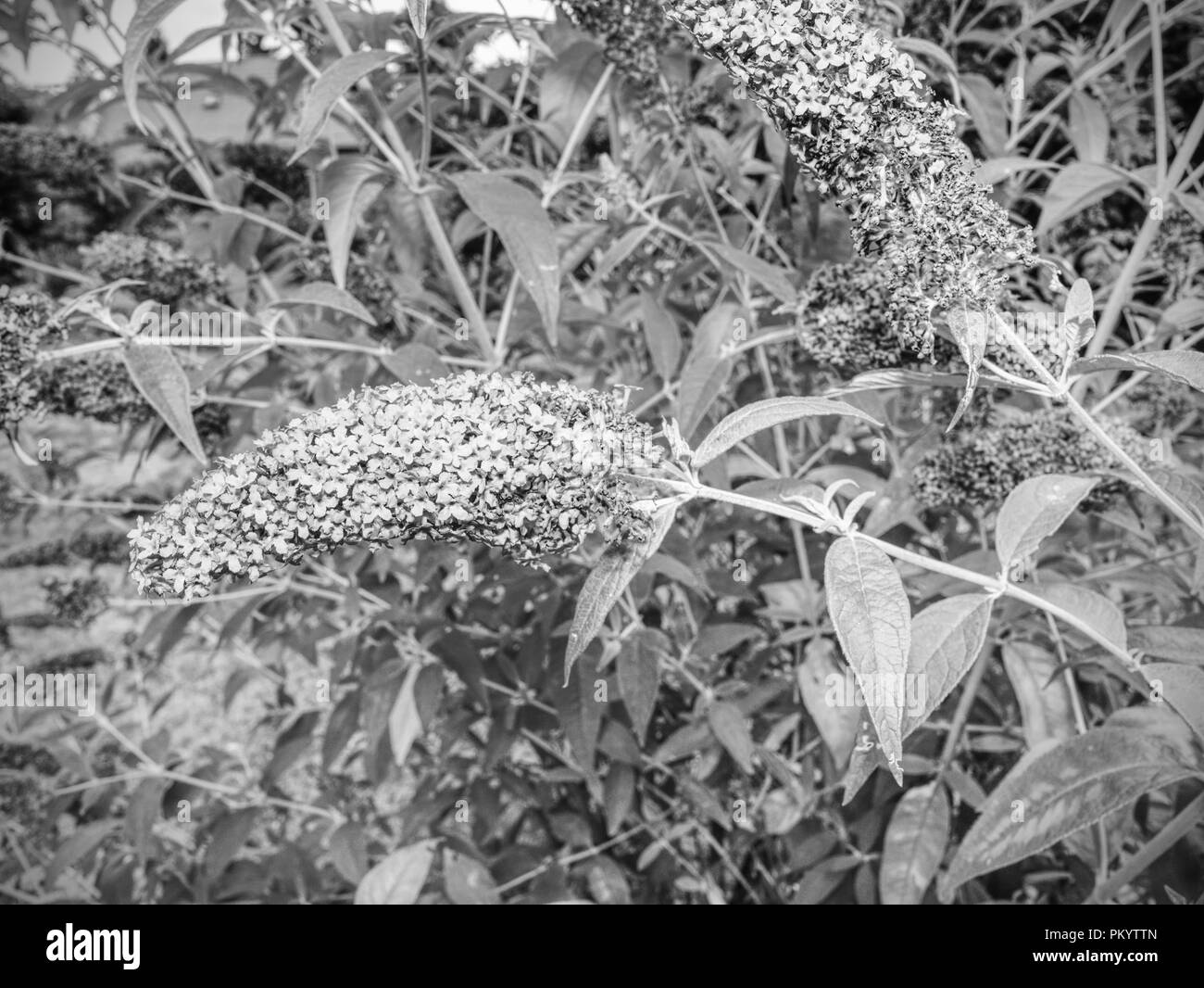 Papillon sur blooming purple butterfly bush. Petit-rose fleurs violettes comme un motif d'ornement ou de texture Banque D'Images
