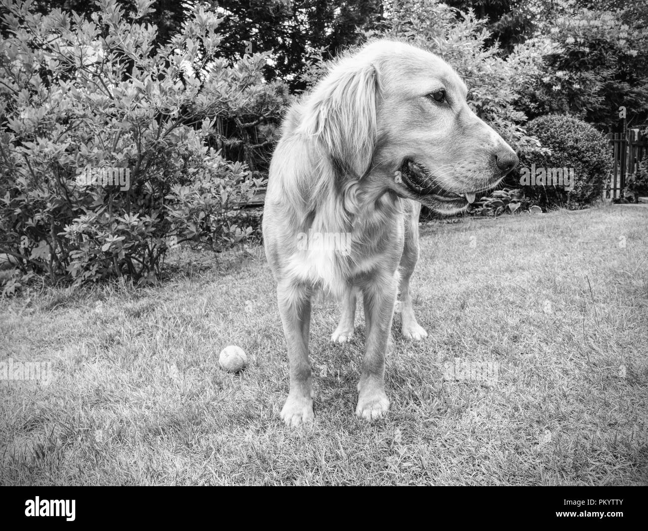 Portrait de chien Golden Retriever assis sur l'herbe. Athletic body sain de smart dog. Banque D'Images