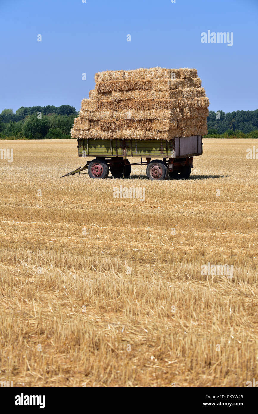 Bottes de paille sur la remorque dans un champ de Rhénanie du Nord-Westphalie, Allemagne Banque D'Images