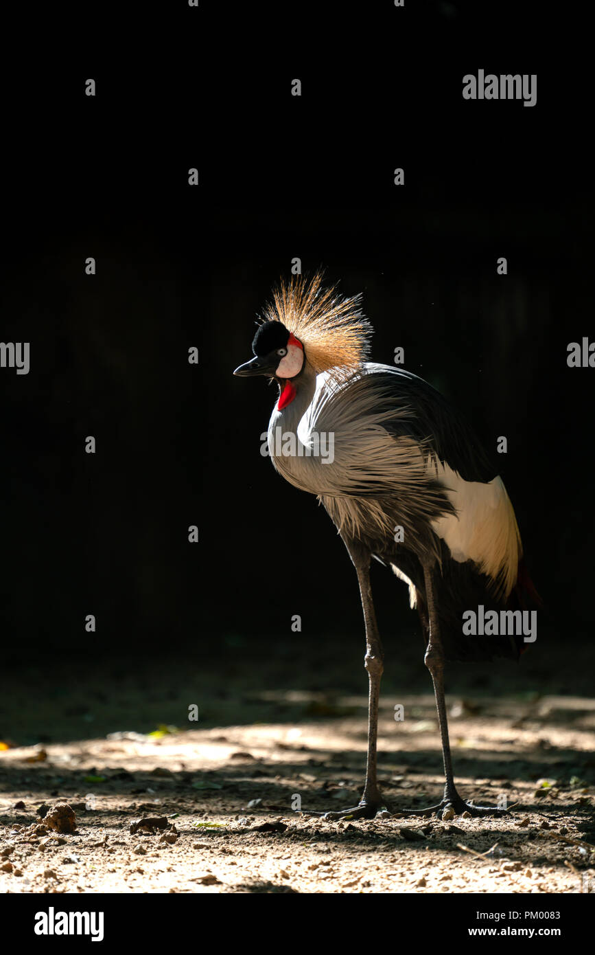 Grue couronnée grise (Balearica regulorum) en arrière-plan foncé Banque D'Images