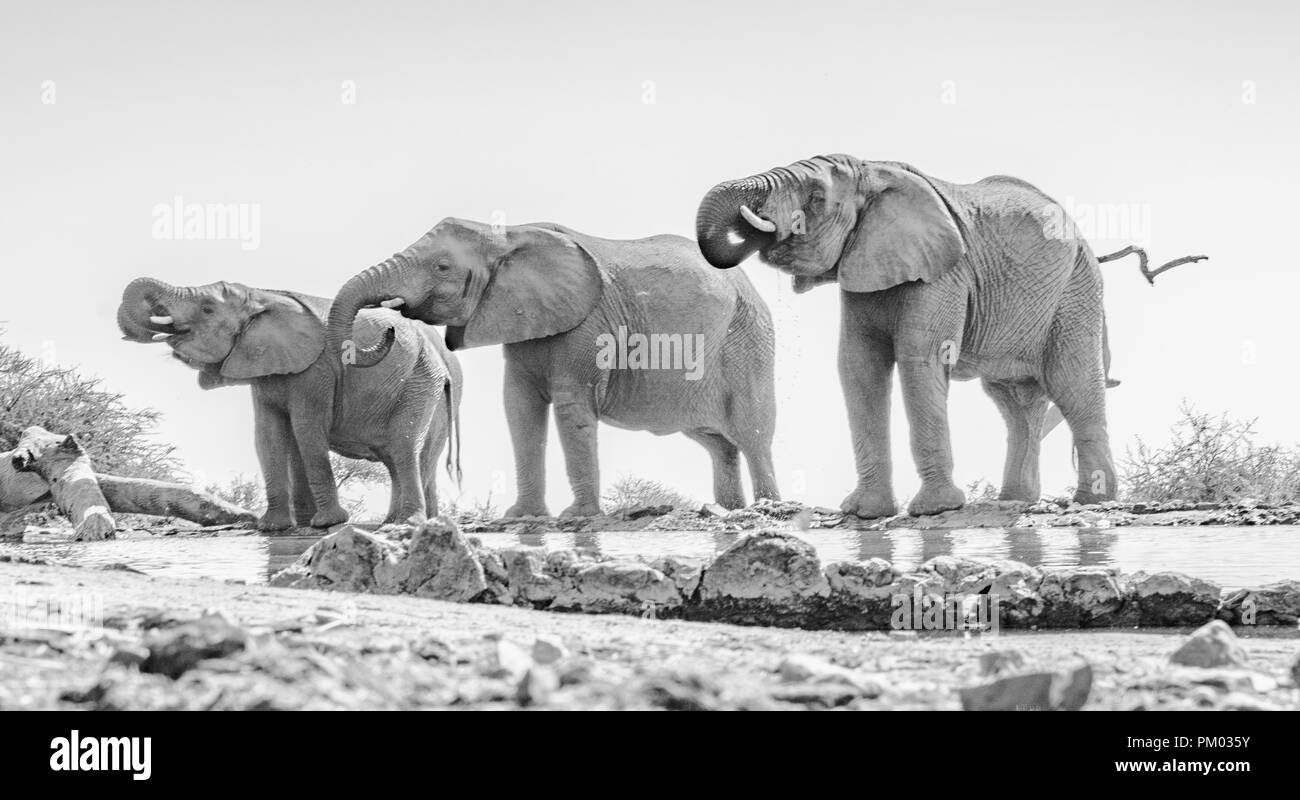 Trois éléphants d'Afrique (Loxodonta africana) dans une ligne de boire à partir d'un trou d'eau. Prises au niveau du sol. Image Monochrome. Banque D'Images
