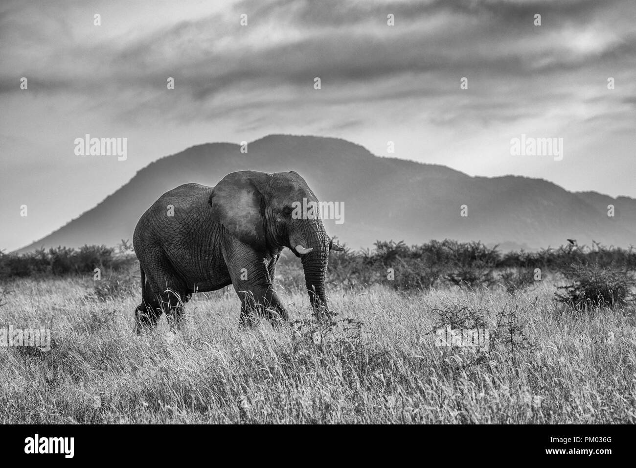 L'éléphant africain (Loxodonta africana) Balade en face de la montagne dans la prairie. La Réserve Madikwe, Afrique du Sud. Image Monochrome Banque D'Images