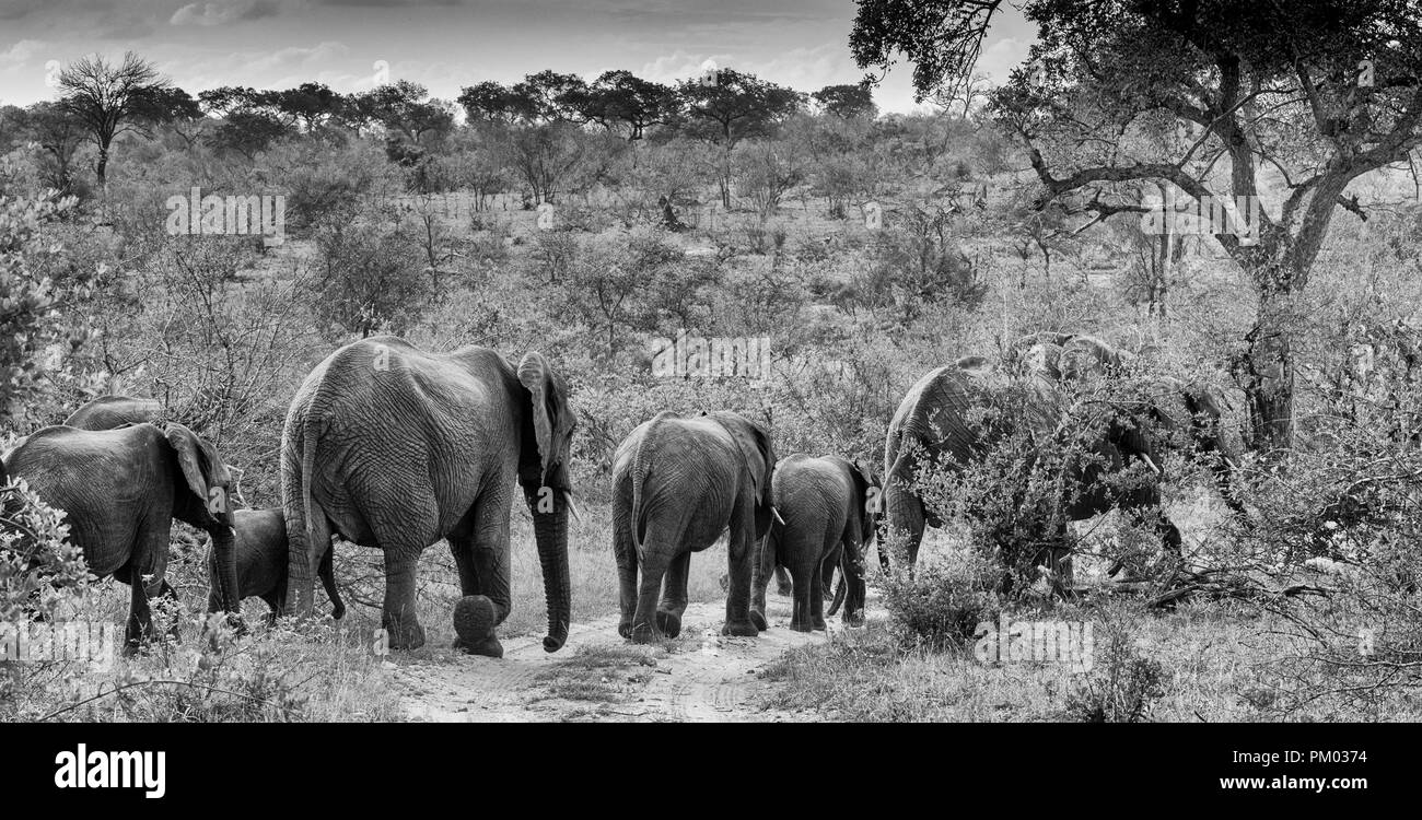 L'éléphant africain (Loxodonta africana) family walking passé arbre dans la brousse, Pilanesberg, Afrique du Sud. Image Monochrome Banque D'Images