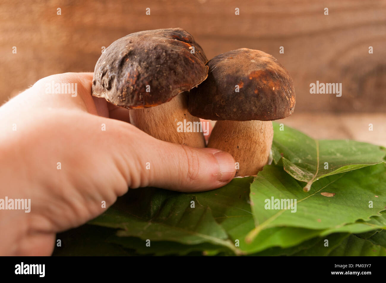 Part recueillir deux cèpes (Boletus edulis) Banque D'Images
