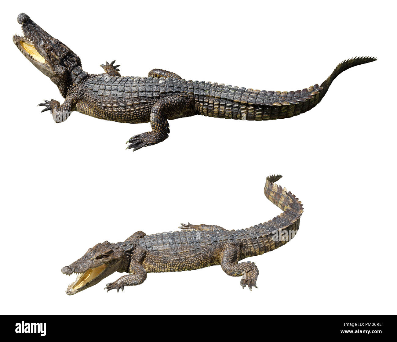 Collection de crocodiles isolé sur fond blanc. Un jeune crocodile. Banque D'Images