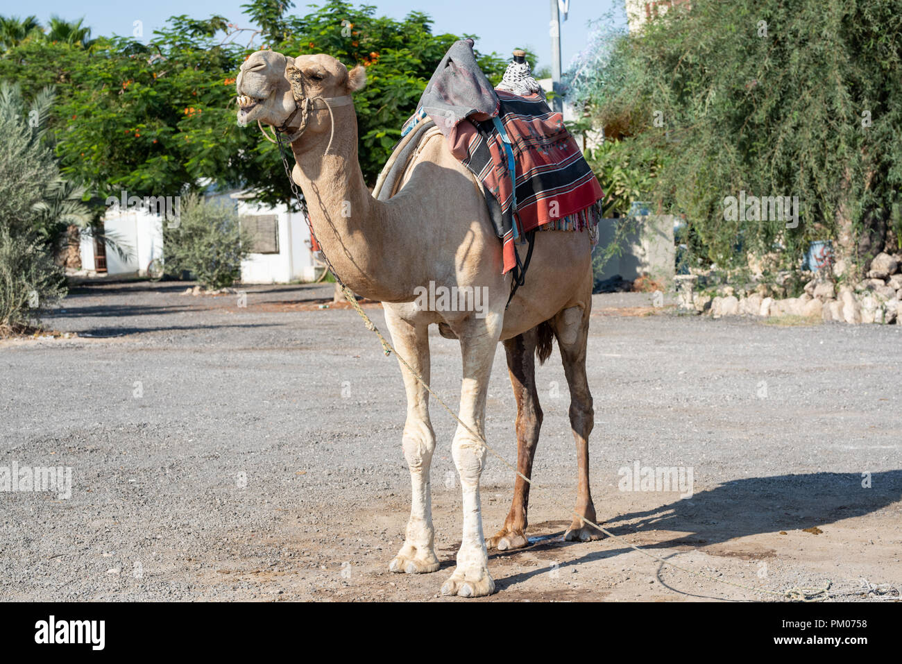 Camel dans les rues d'Israël à égalité sur le terrain avec arbres verts derrière Banque D'Images