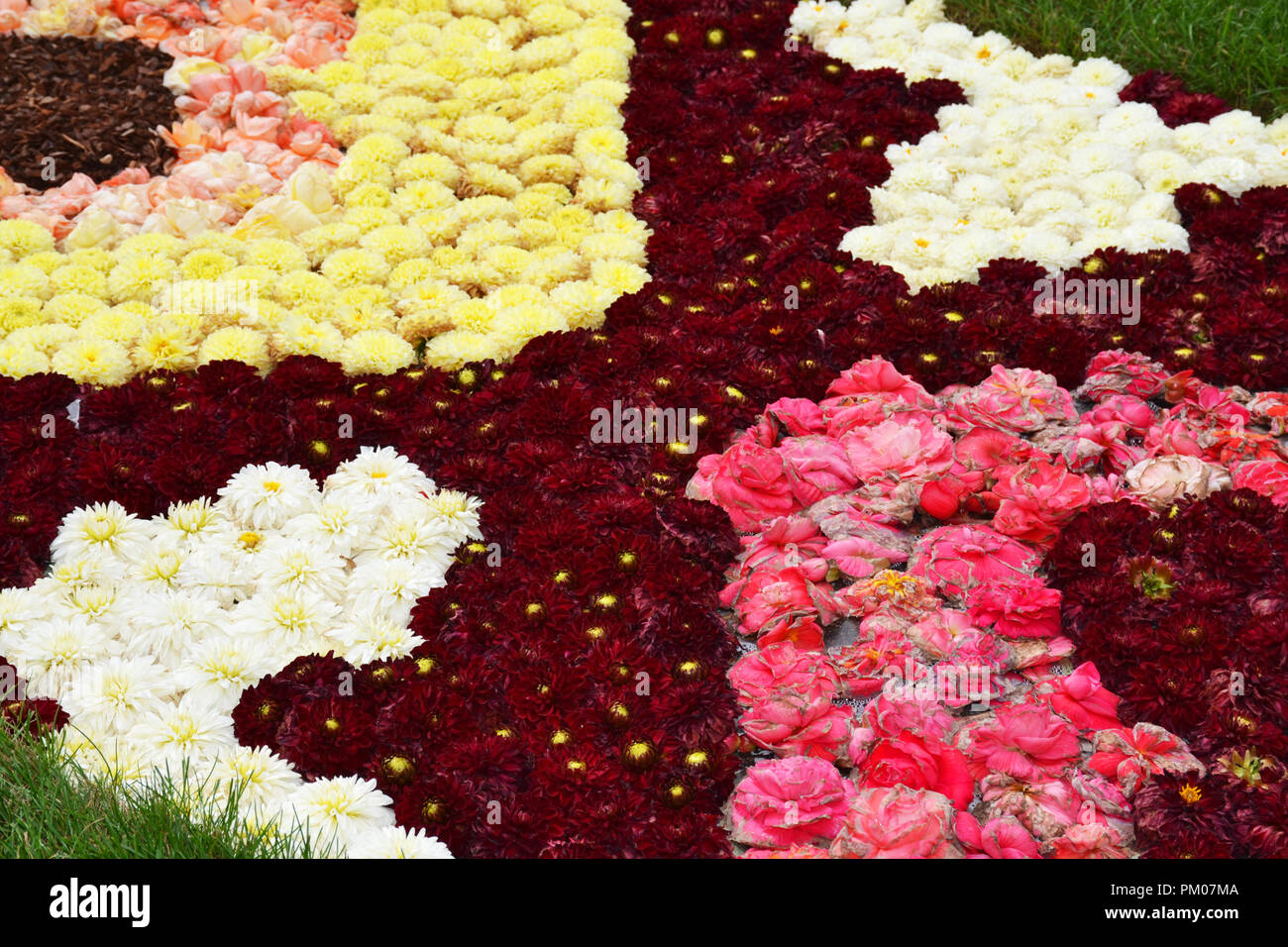 Bruxelles Grand Place tapis de fleurs à base de bulbes à fleurs, Belgique Banque D'Images