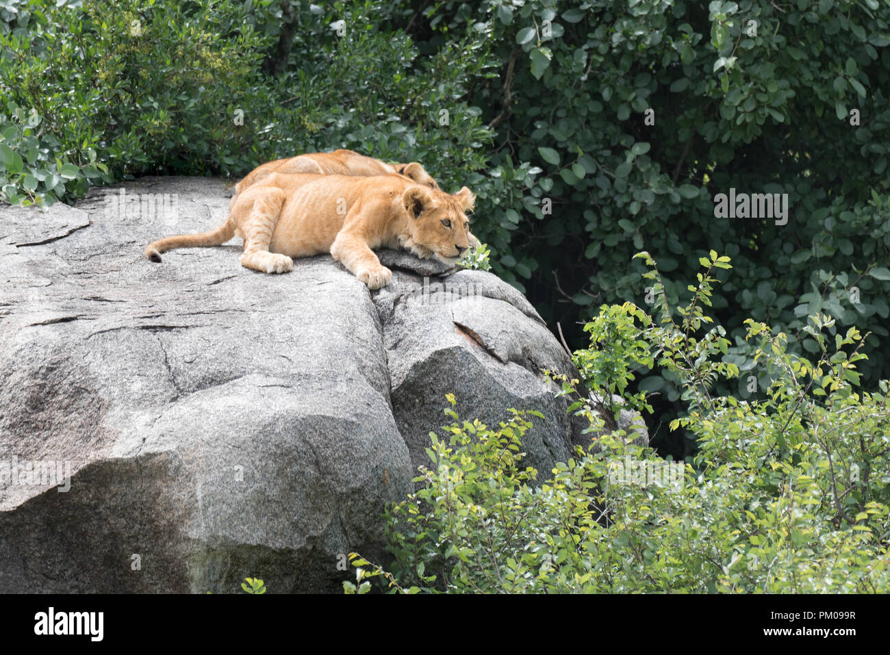 Des lionceaux à la recherche de leur mère, Serengeti, Tanzania, Africa Banque D'Images