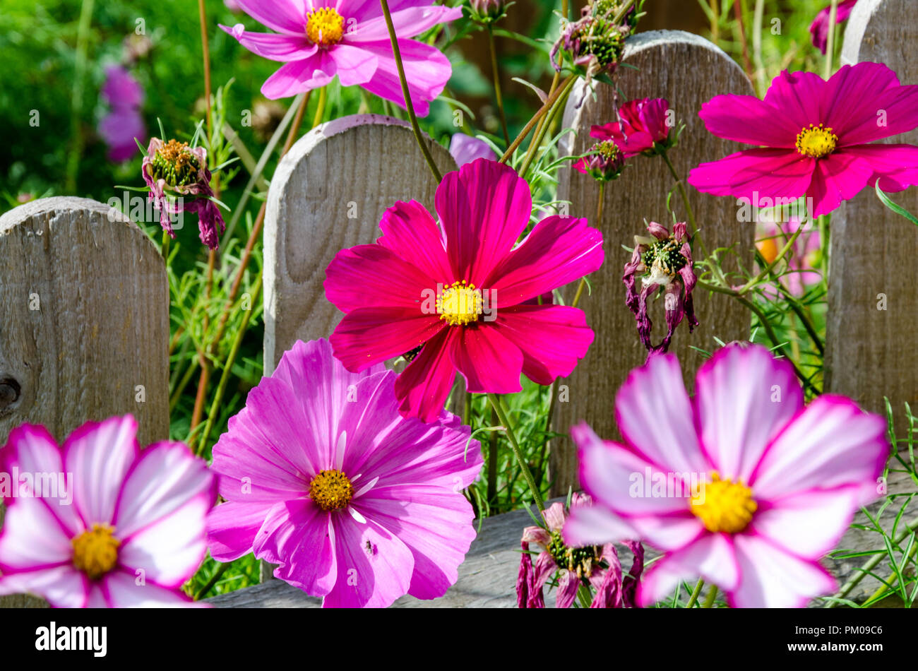 Bipimmatus Cosmos, variétés 'Candy Stripe' et 'Sensation' mixte résidentiel croissant dans un jardin arrière. Banque D'Images