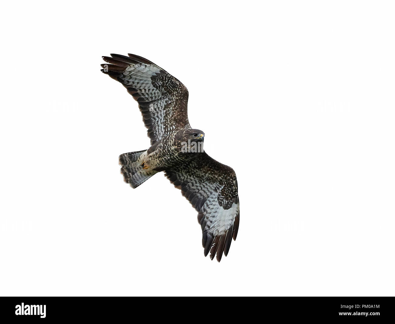 Buse variable en vol isolé sur fond blanc Banque D'Images