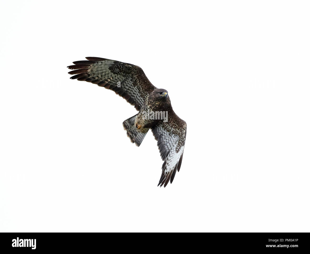 Buse variable en vol isolé sur fond blanc Banque D'Images