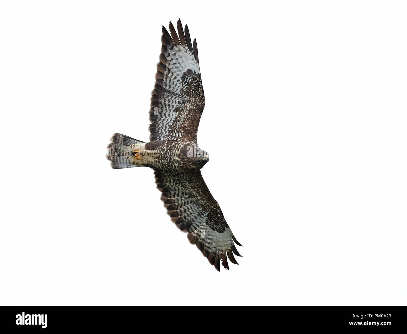 Buse variable en vol isolé sur fond blanc Banque D'Images