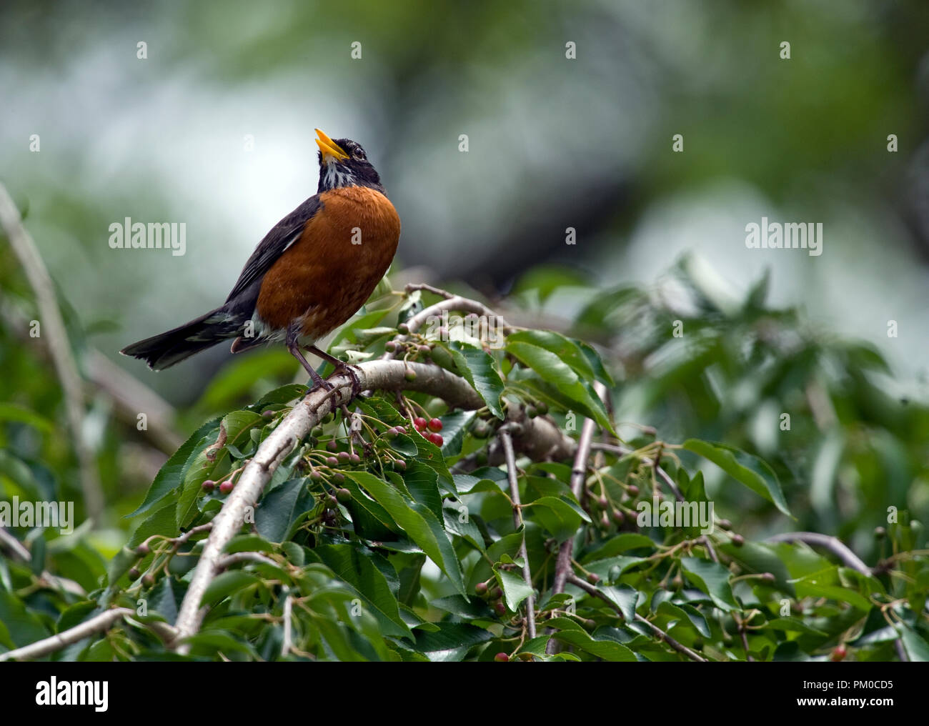 Merle d'Amérique Turdus migratorius : : Banque D'Images