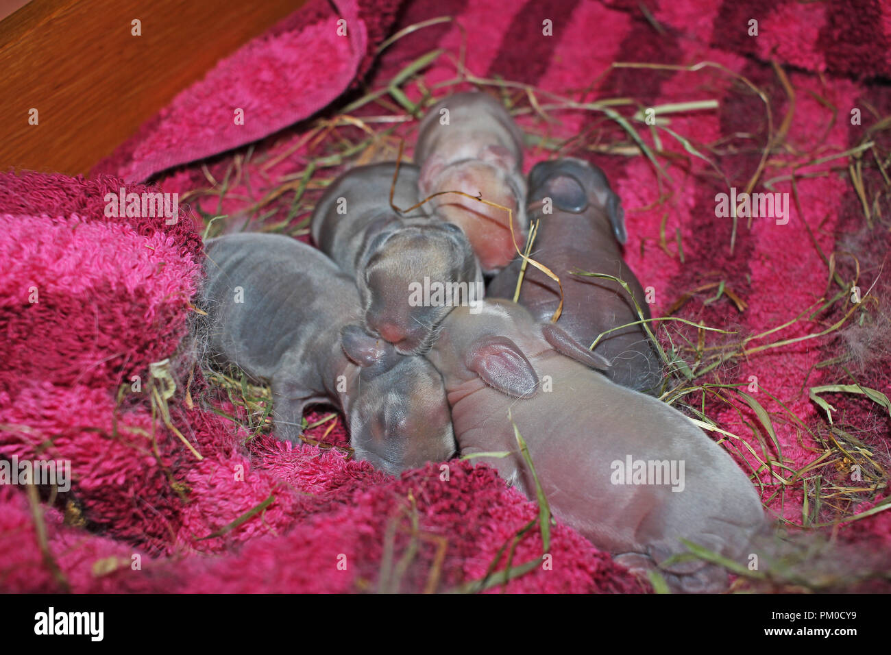 1 Jours Kits De Lapin New Born Baby Bunnies Lop Les Bebes De Lapin Les Lapins Kit Photo Stock Alamy