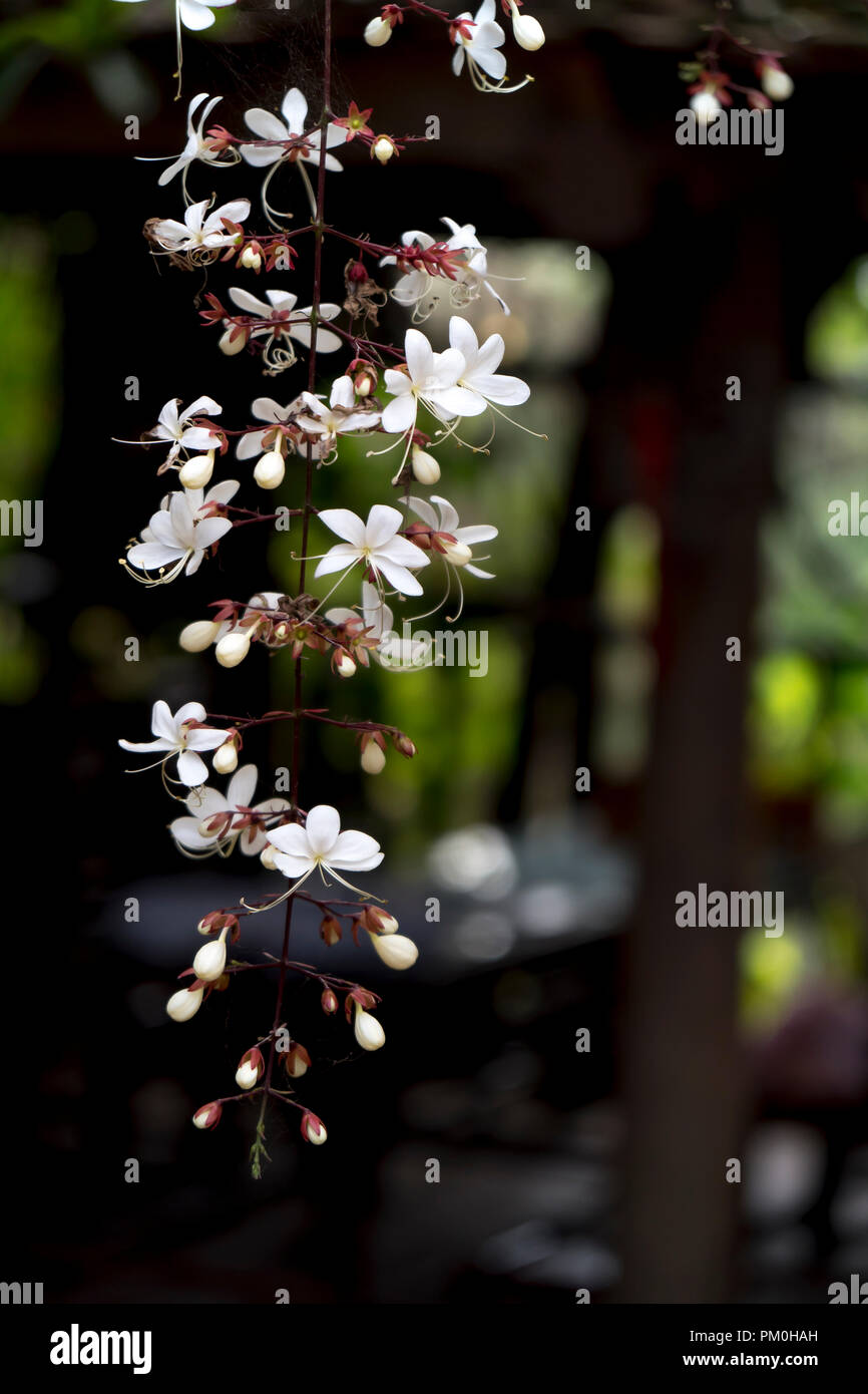 Clerodendrum wallichi flower Banque D'Images