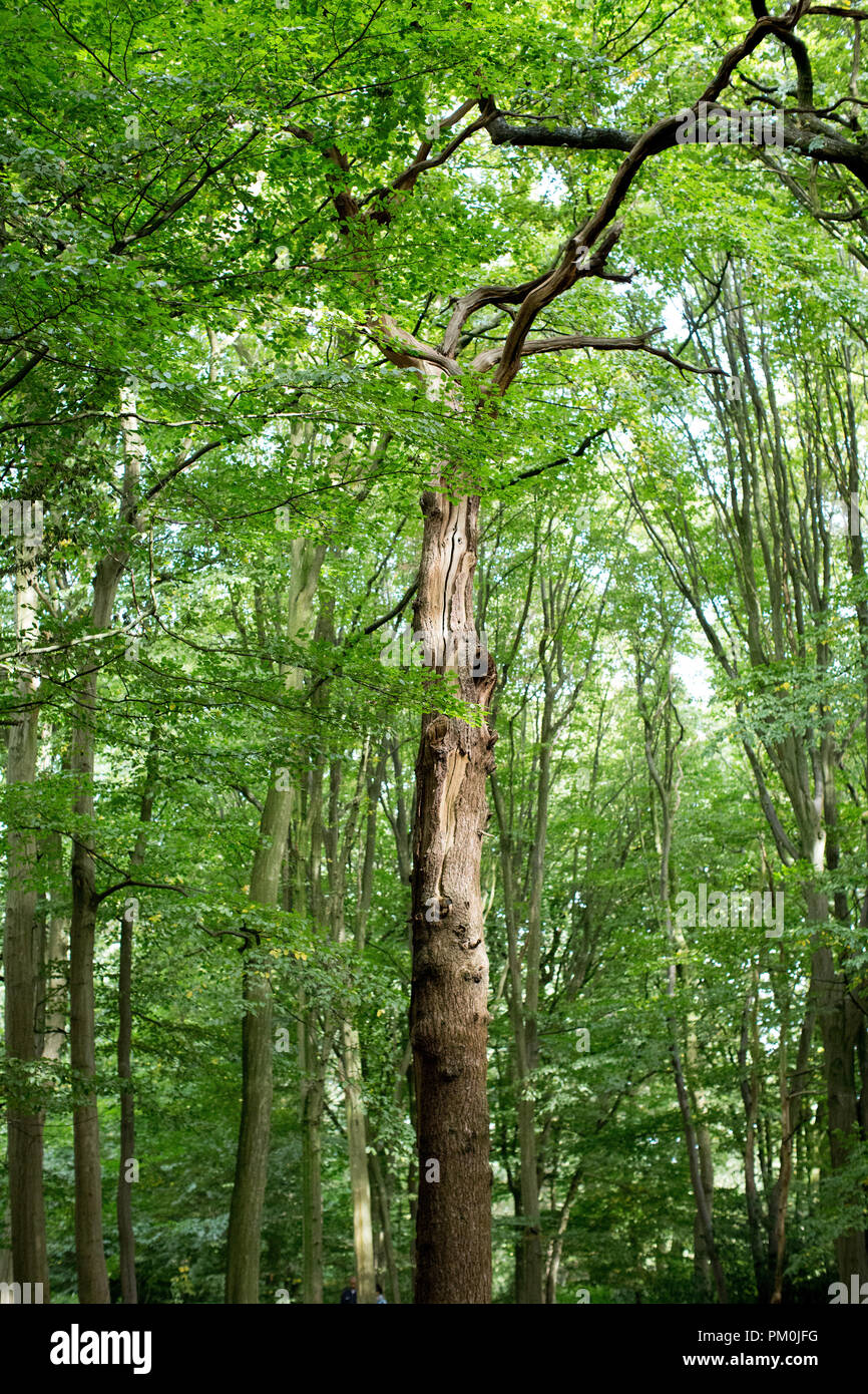 Dans un couvert de vert à la recherche jusqu'à un seul tronc d'arbre parmi beaucoup d'autres arbres d'une forêt/ woods à Highgate, Londres UK Banque D'Images