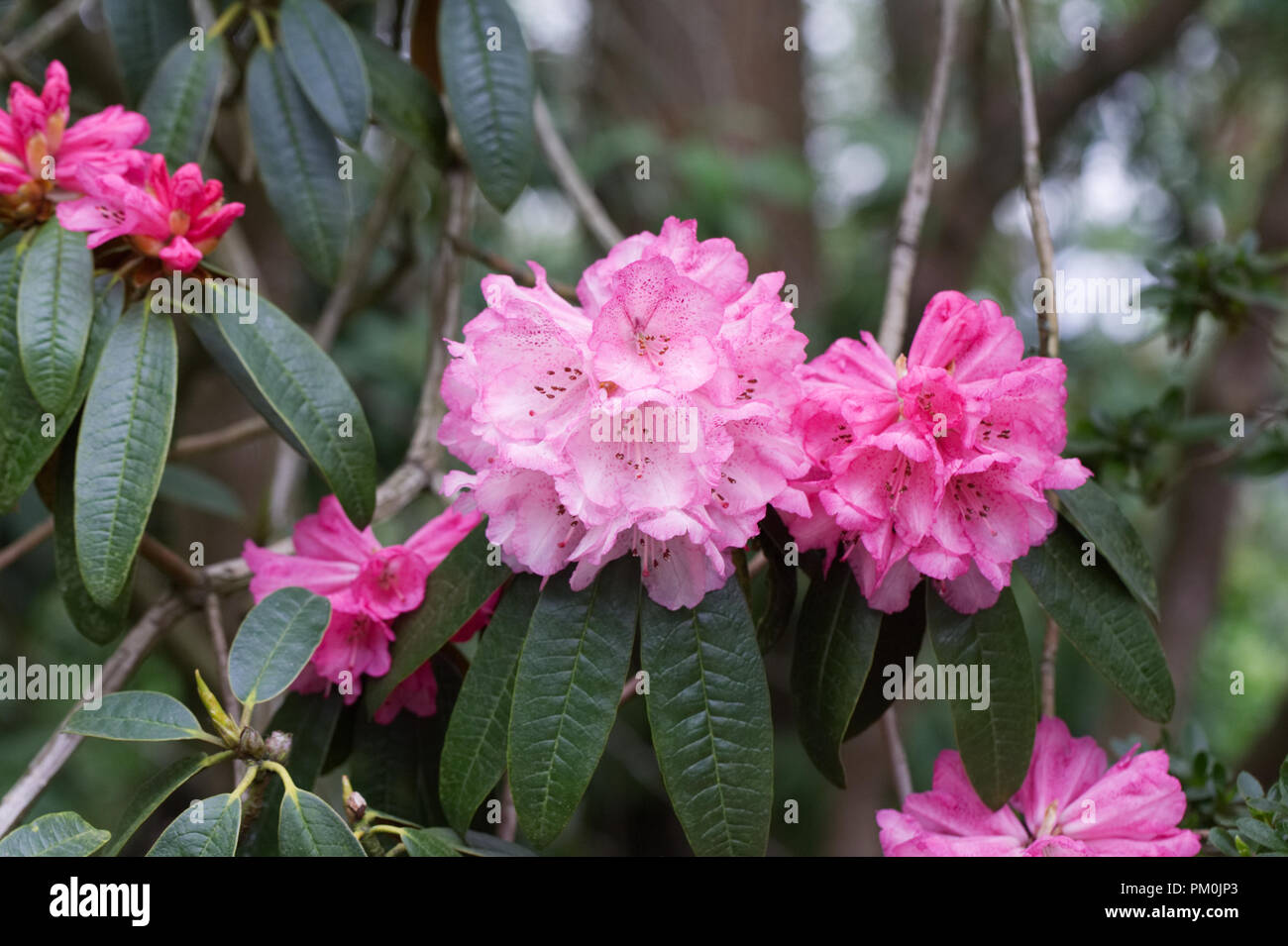 Fleurs de Rhododendron. Banque D'Images