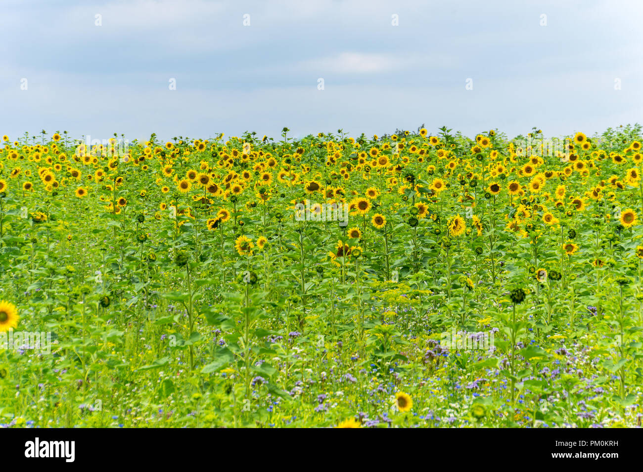 Plantes de tournesol Banque de photographies et d’images à haute — free download