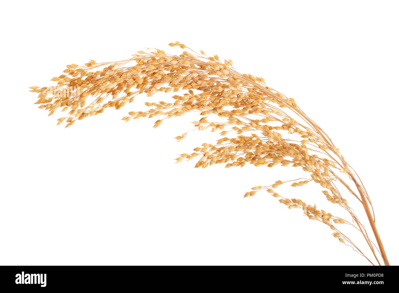 Oreille de millet isolé sur fond blanc Banque D'Images