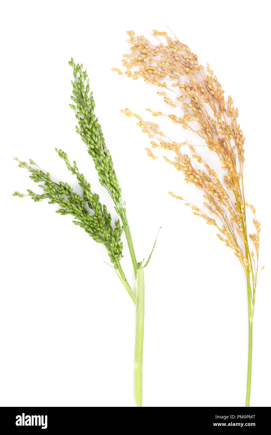 L'oreille verte et jaune de mil isolé sur fond blanc Banque D'Images