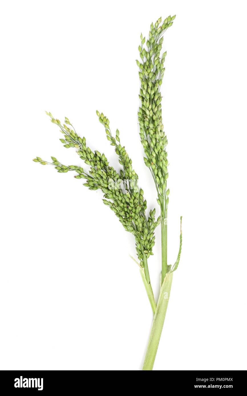 L'oreille verte de mil isolé sur fond blanc Banque D'Images