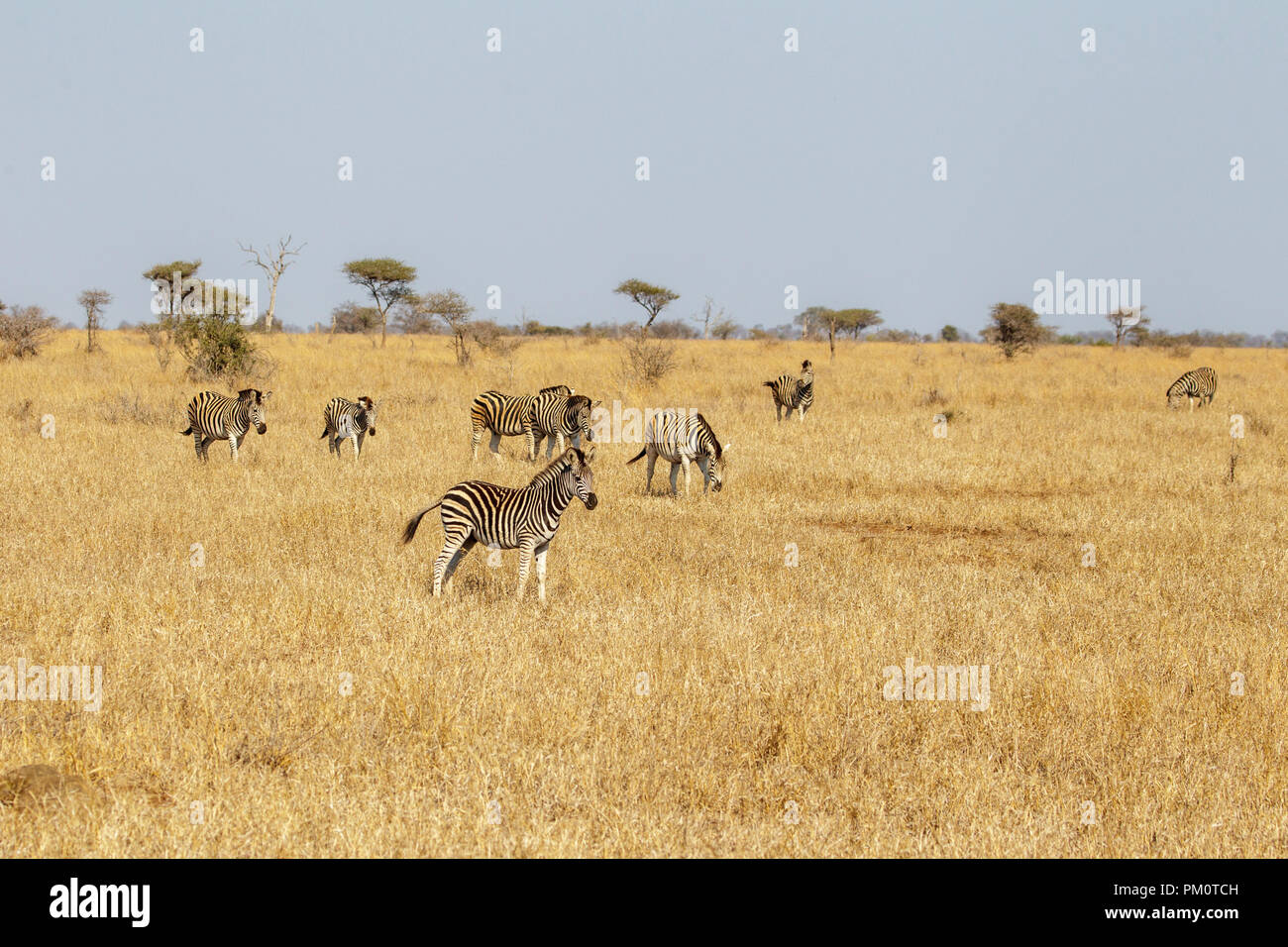 Zèbre des plaines Equus quagga Parc National Kruger, Afrique du Sud 20 août 2018 Équidés adultes anciennement Equus burchellii, Zebra commun ou Bu Banque D'Images