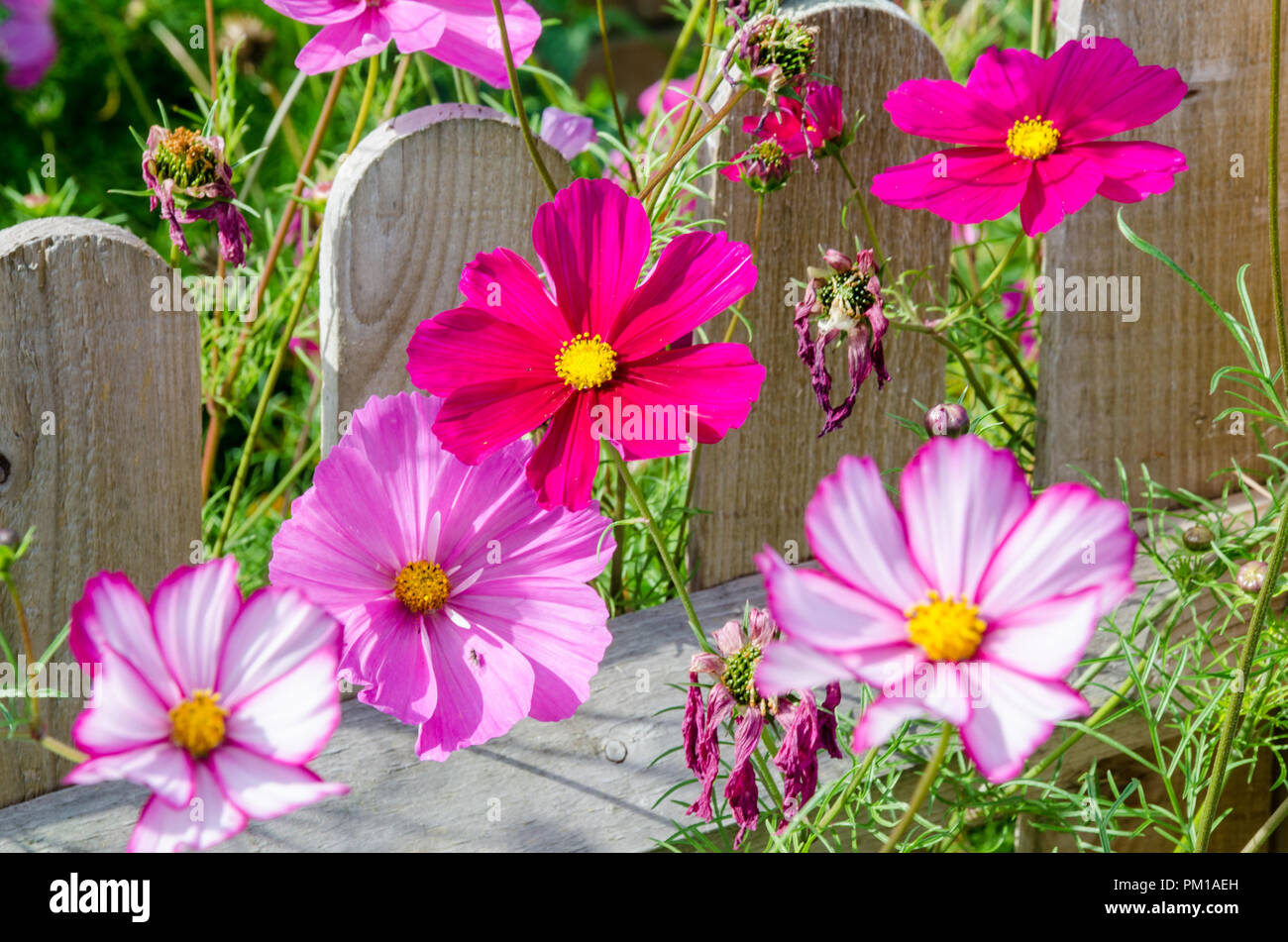 Bipimmatus Cosmos, variétés 'Candy Stripe' et 'Sensation' mixte résidentiel croissant dans un jardin arrière. Banque D'Images