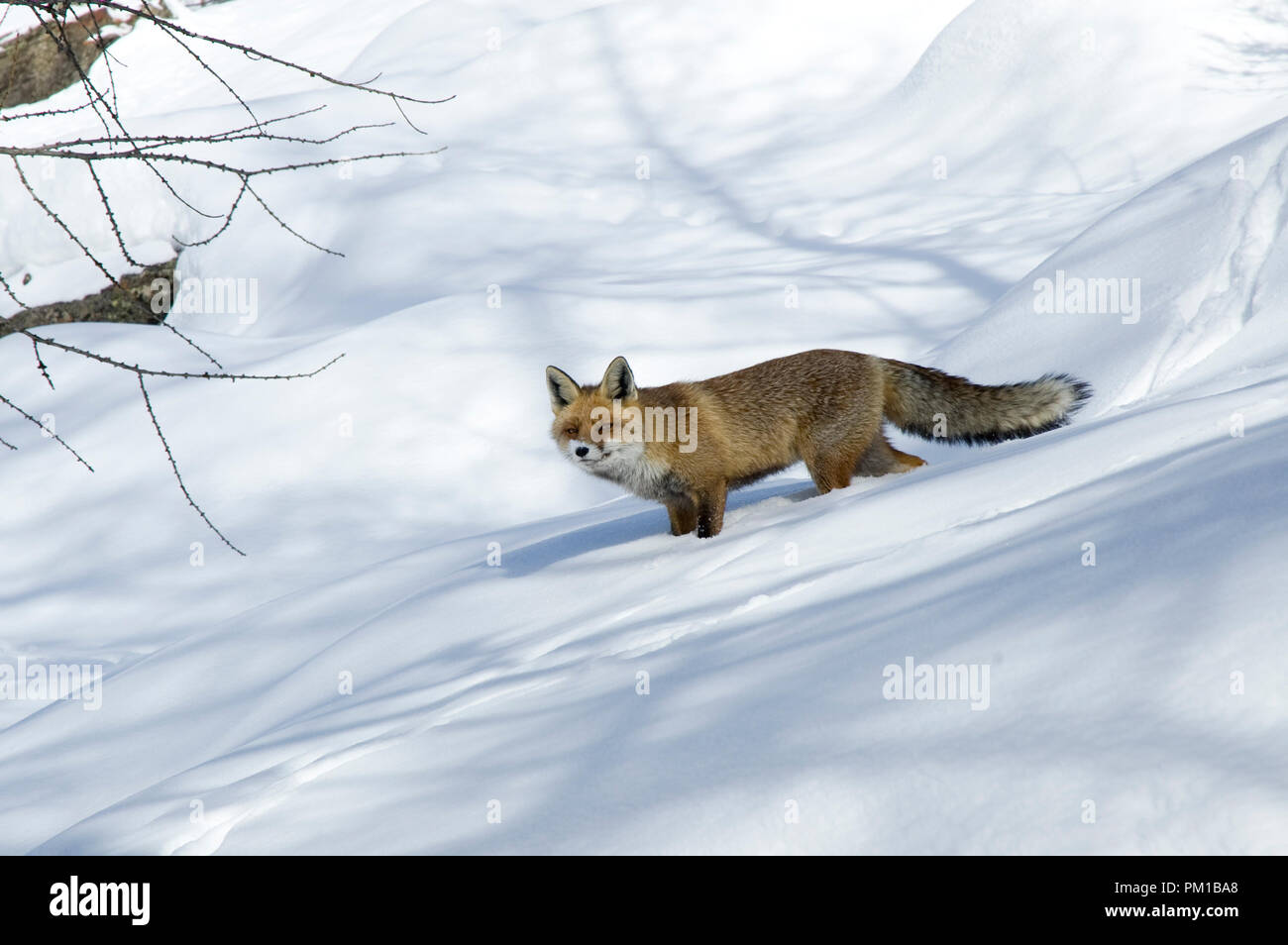 Fox dans la neige Banque D'Images