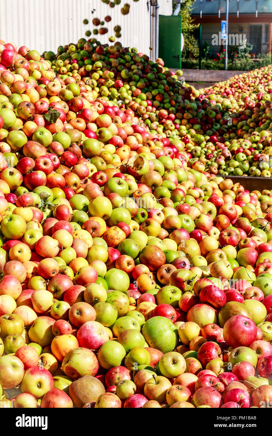 Montagnes de pommes pour faire le cidre dans la Hesse, Allemagne Banque D'Images