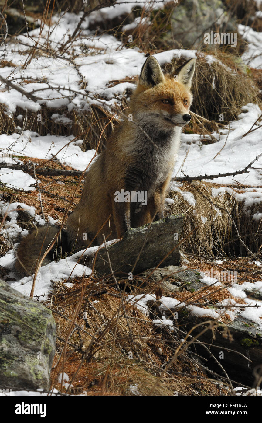 Renard dans la neige. Parc National du Gran Paradiso Banque D'Images