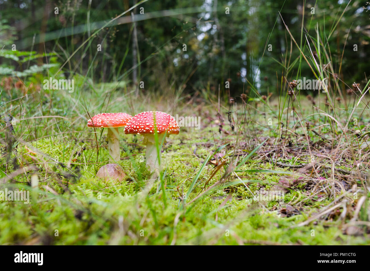 De plus en plus mort uneatable rouge deux champignons du PAC dans une forêt verte Banque D'Images