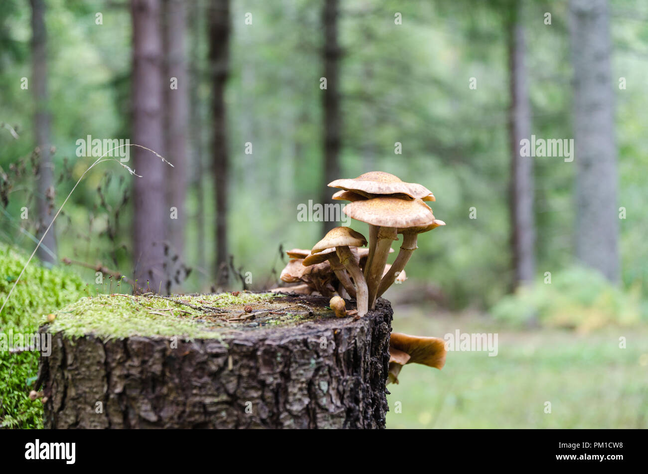 Groupe de plus en plus de champignons sur une souche d'arbre dans une forêt de conifères Banque D'Images