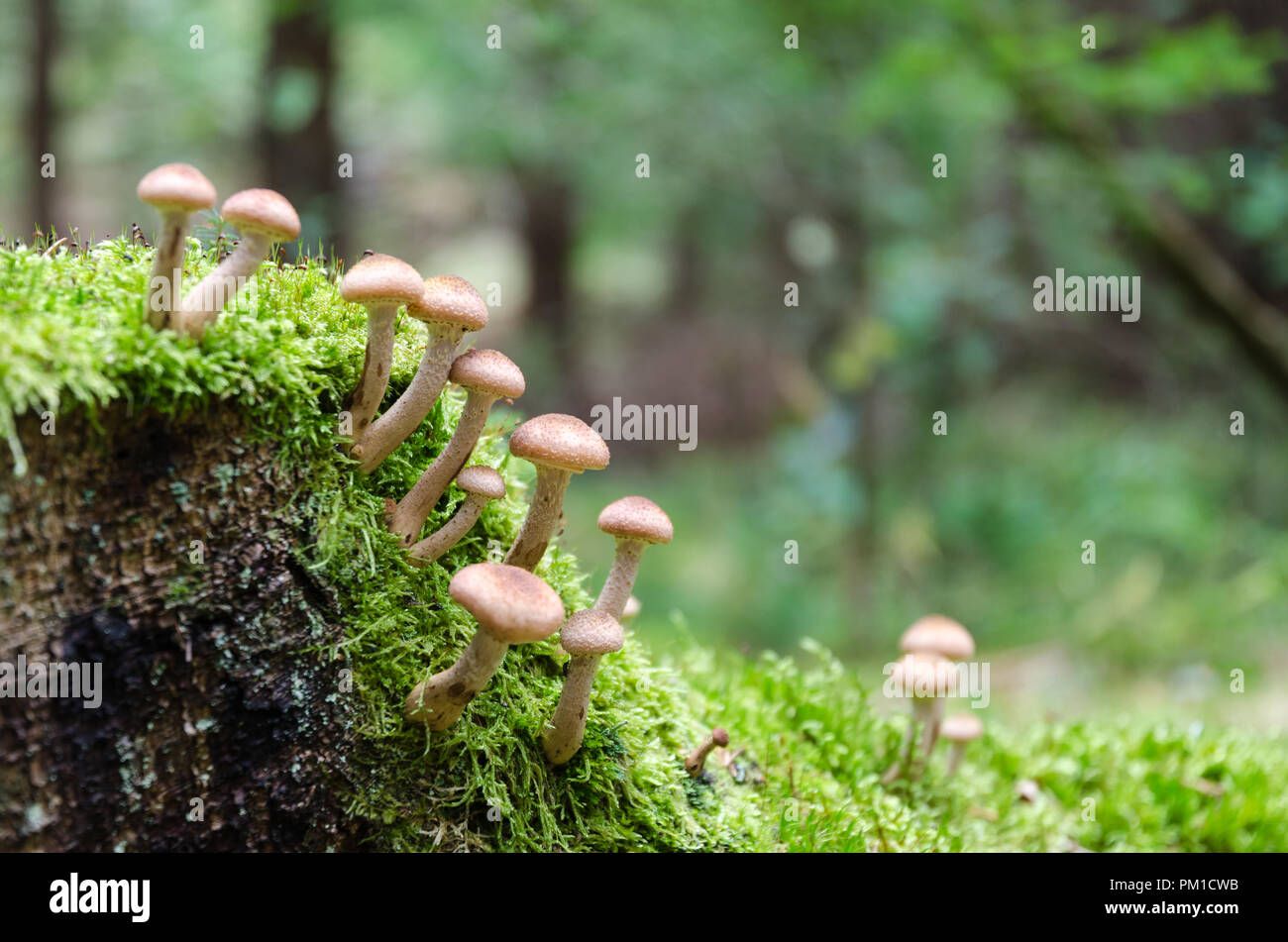Groupe de petits champignons sur une souche d'arbre moussu Banque D'Images