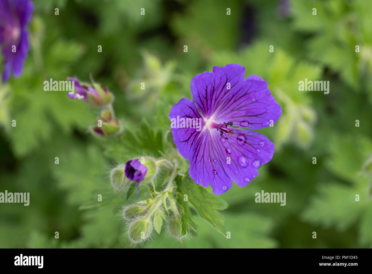 Gros plan d'une fleur de géranium bleu dans un jardin anglais sur un fond flou Banque D'Images