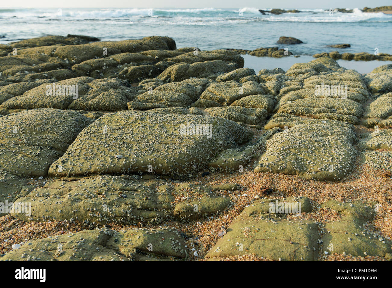 Tôt le matin, la lumière du soleil tombant sur les rochers couverts de balanes, et la vie dans la zone de marée à la conservation marine, Durban, Afrique du Sud Banque D'Images