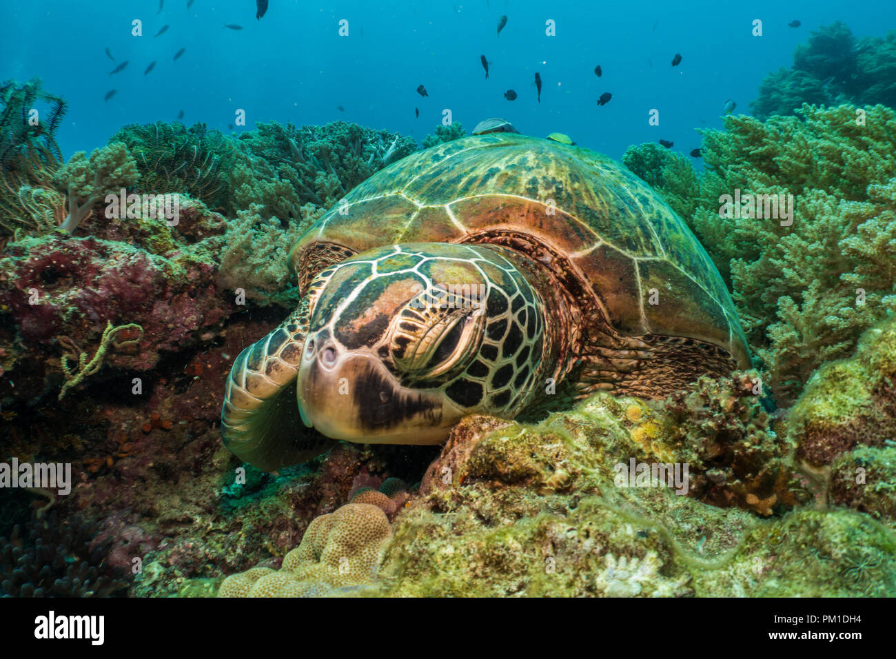 La tortue verte (Chelonia mydas) Balicasag Island, Bohol, Philippines Banque D'Images