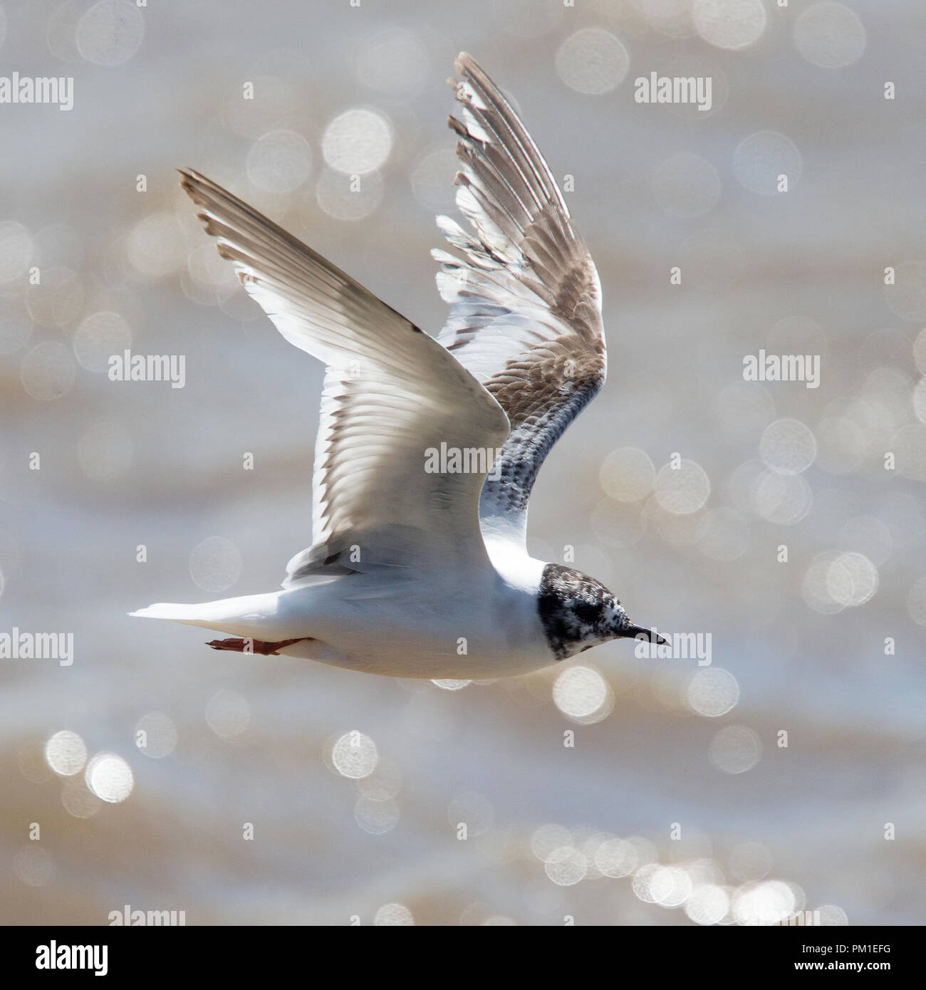 Mouette pygmée (Larus minutus) une deuxième personne d'été en vol, Norfolk, Angleterre, Royaume-Uni. Banque D'Images