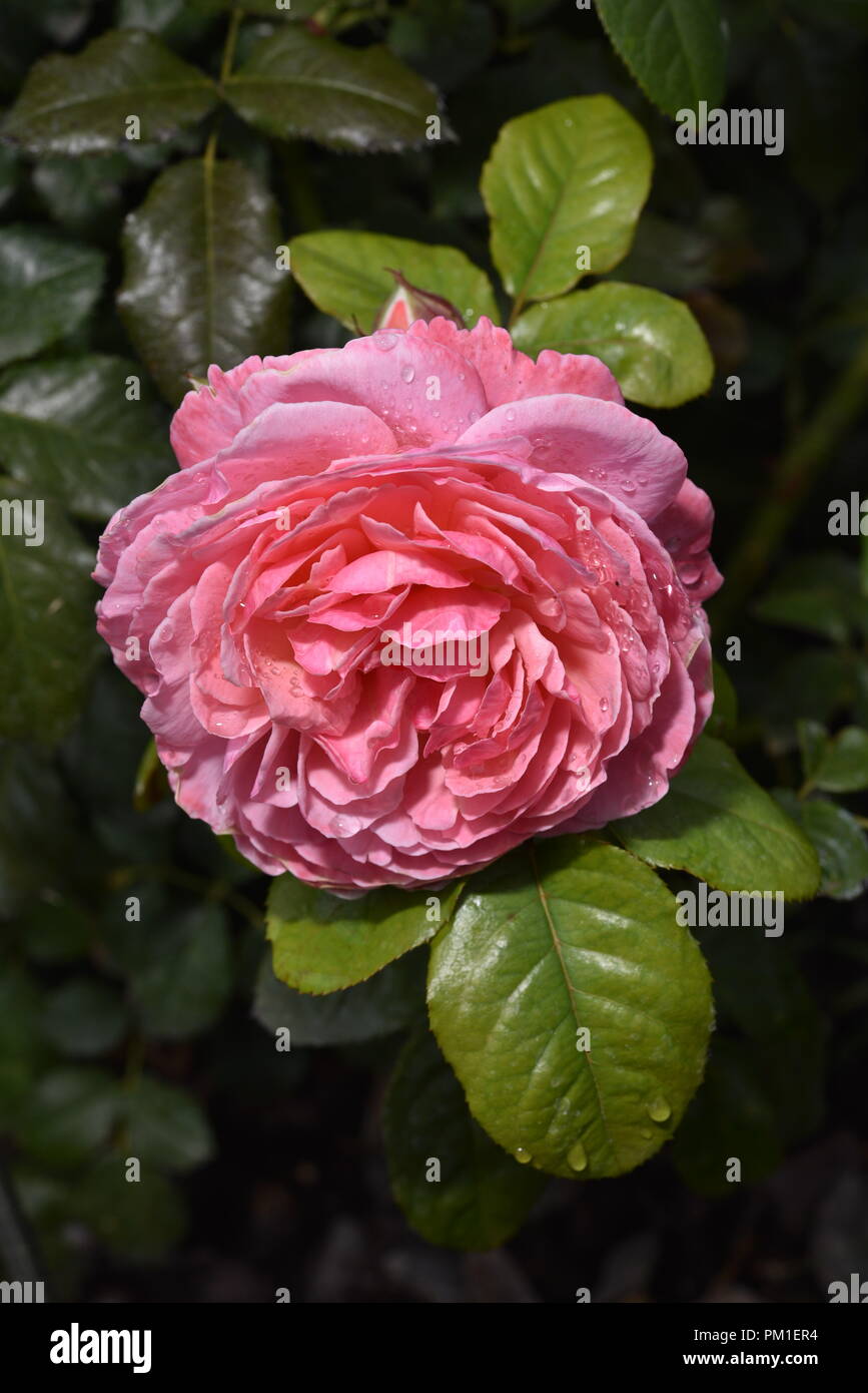 Seul épanouissement Kordes Rose Kölner Flora Banque D'Images