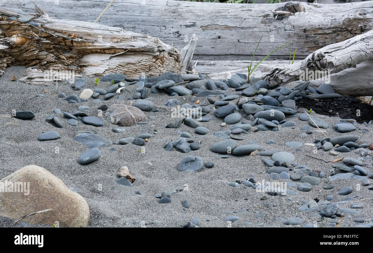 Pièces arrondies de gray rock déjantés s'allonger sur le sable gris où leur progression a été stoppée par un morceau de soleil et l'eau salée driftwood blanchie. Banque D'Images