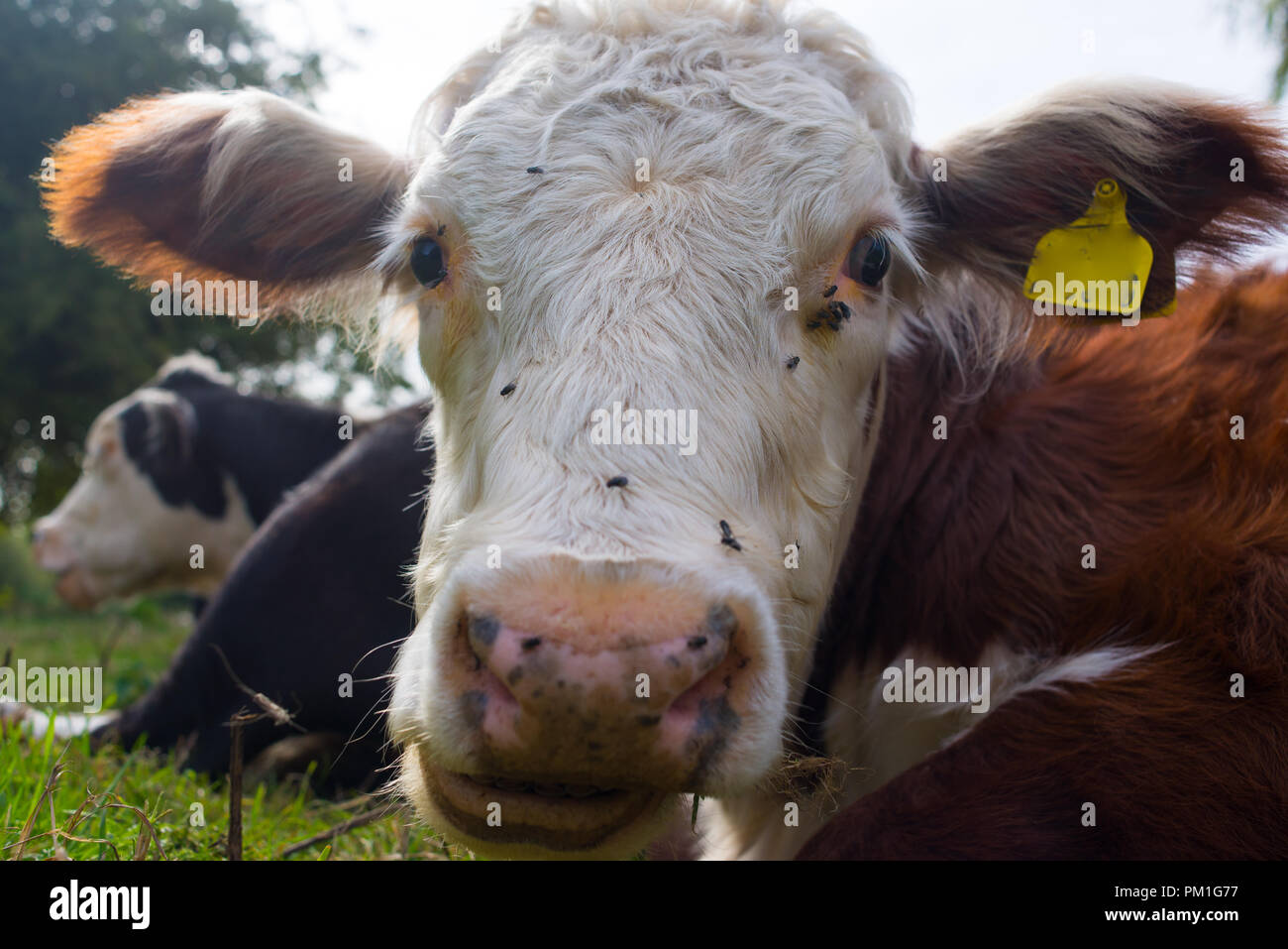 Vache Hereford closeup portrait looking at camera Banque D'Images