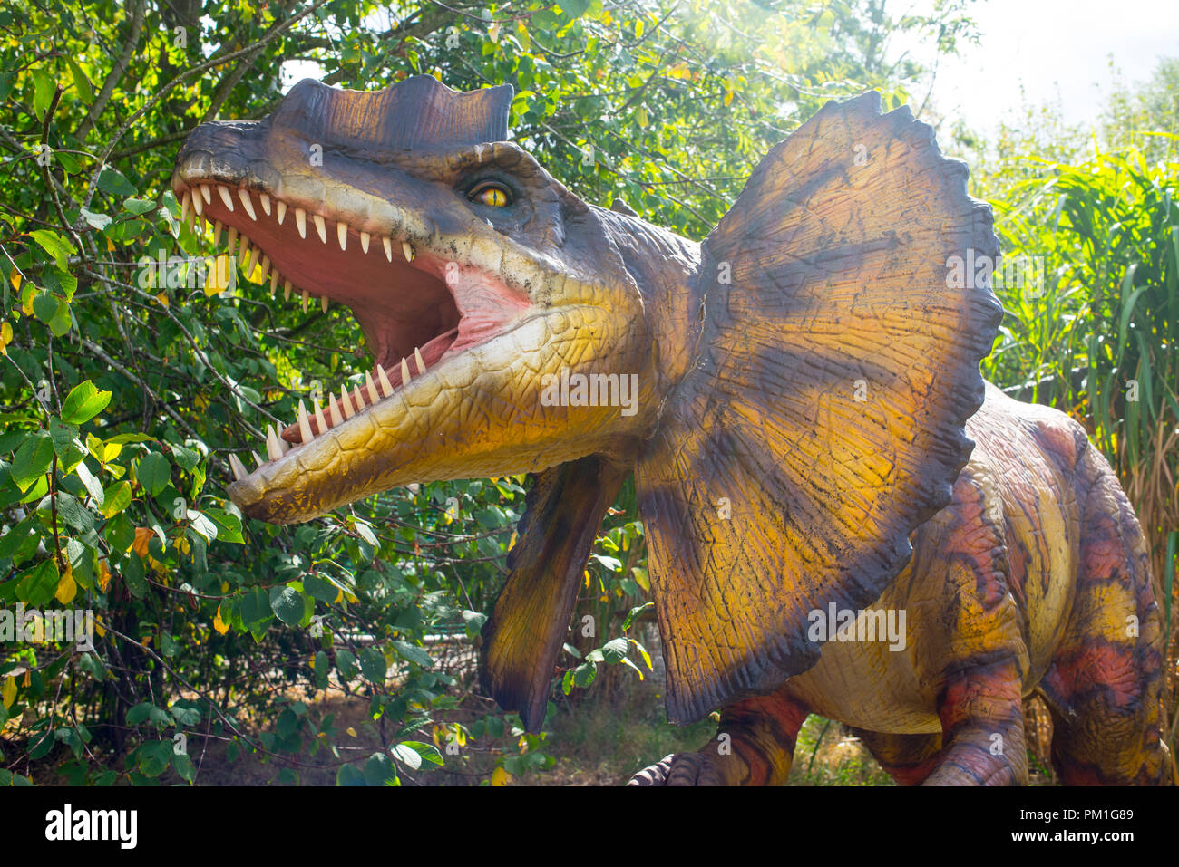 Dilophosaurus dinosaur model avec la bouche ouverte de roaring agressif Banque D'Images