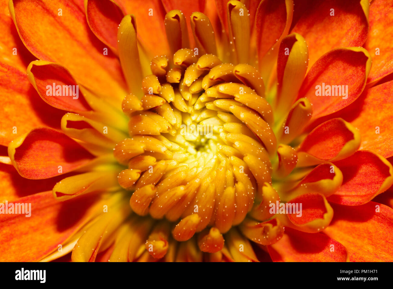 Dahlia (Dahlia fleur orange sp.) Blossom Center Close-up Banque D'Images