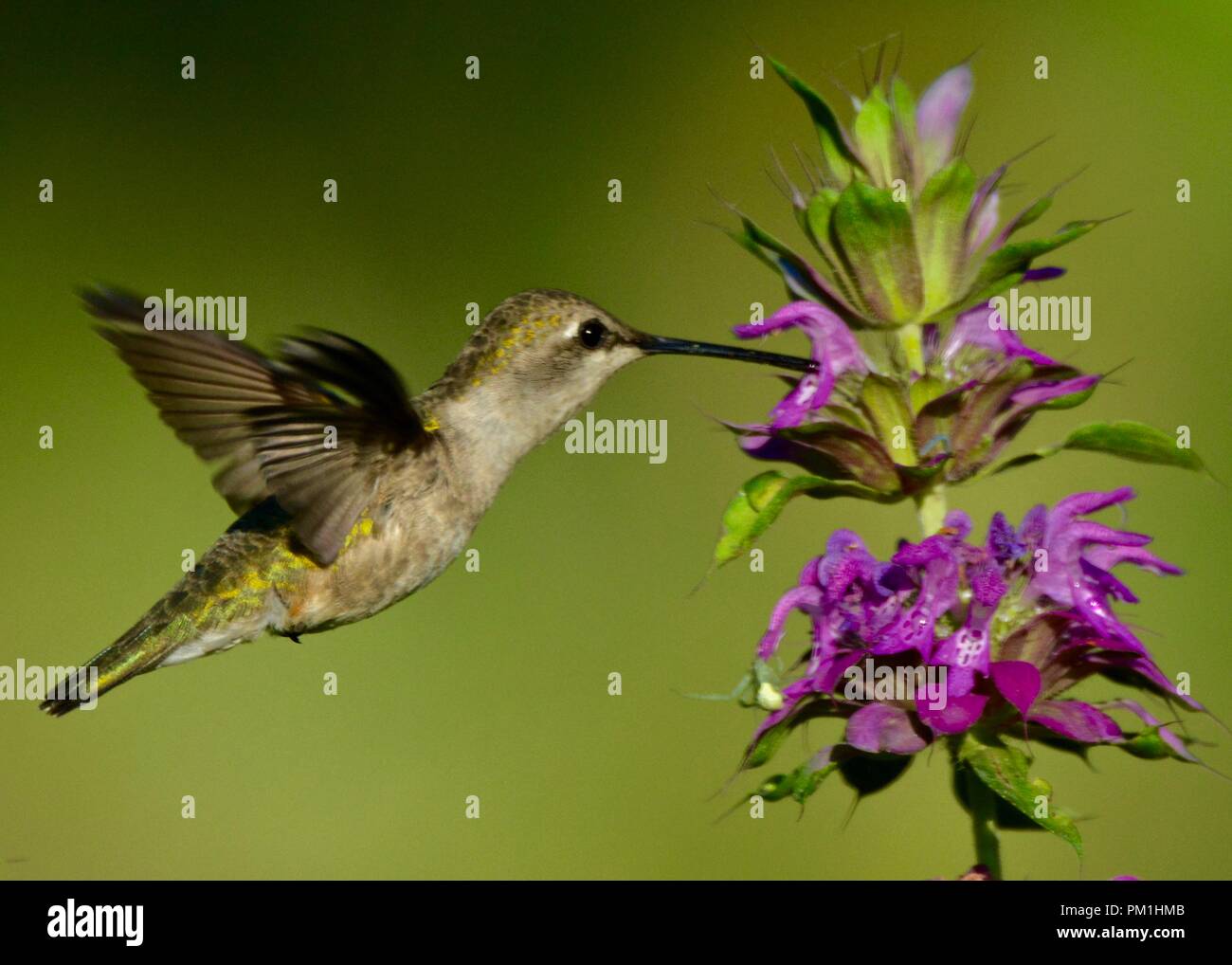 Colibri vert volant près de fleur pourpre Banque D'Images