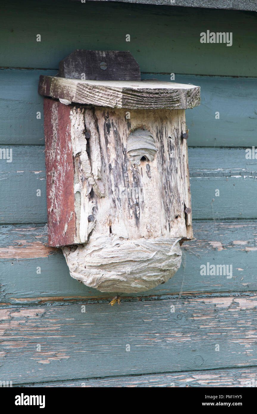 Nid de guêpes qui a été construit à l'intérieur d'un nichoir sur hangar. Montrant différentes étapes de guêpes entrer dans le nid à travers le fond trou d'entrée. Banque D'Images